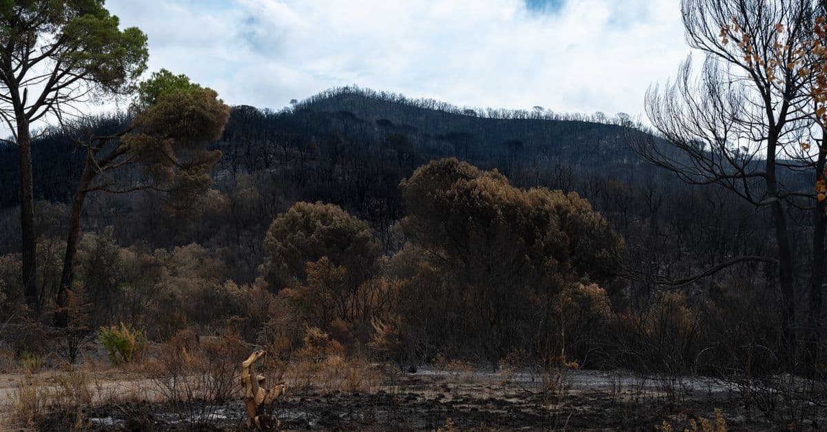 Imagen de recurso de la sección de actualidad: Incendios en verano: la normativa española en jaque tras varios incidentes